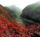 重慶泰仕